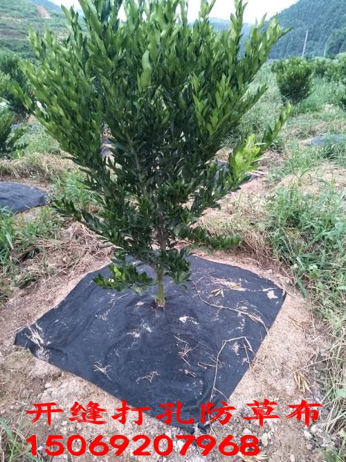 切片打孔防草布（園藝地布）鋪設(shè)實(shí)景