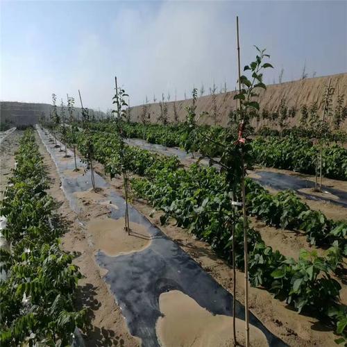 防草布鋪設(shè)于果園實(shí)景圖