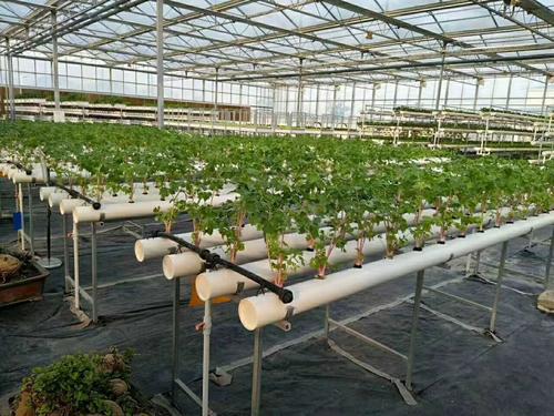 防草布（園藝地布）應(yīng)用于室內(nèi)大棚鋪設(shè)實(shí)景