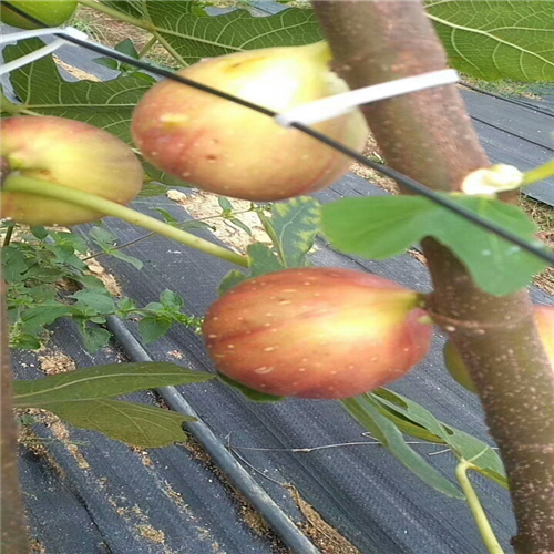 防草布（園藝地布）用于無(wú)花果園