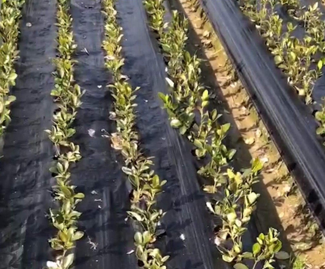 黃楊小毛球采用打孔防草布（地布）種植實(shí)景