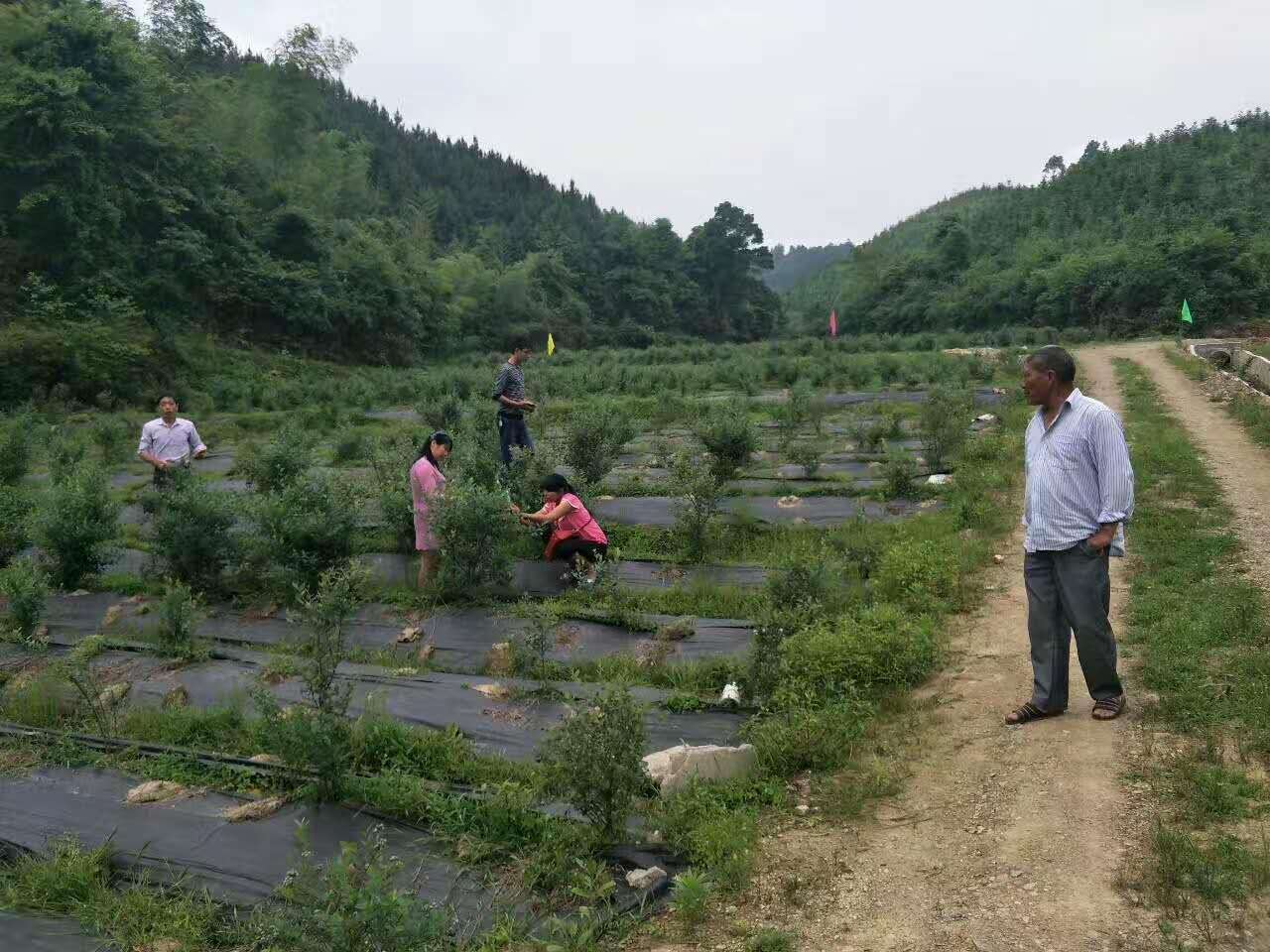 產(chǎn)品展示之防草布鋪設(shè)實(shí)景圖