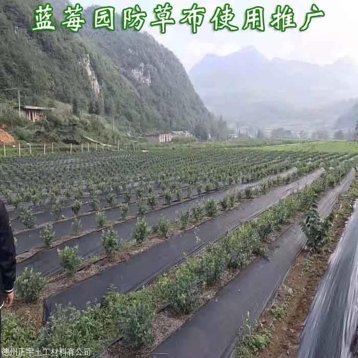 藍莓園采用防草布（園藝地布）